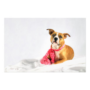 Pit Bull Puppy Love in Pink XOXO Photo Print