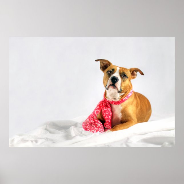 Pit Bull Puppy Love in Pink XOXO Poster (Front)
