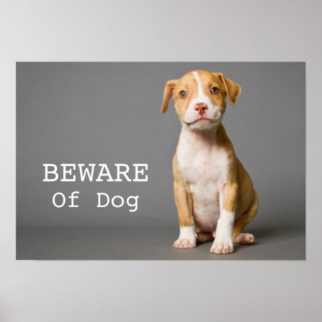 Pit-Bull Puppy Poster (Front)
