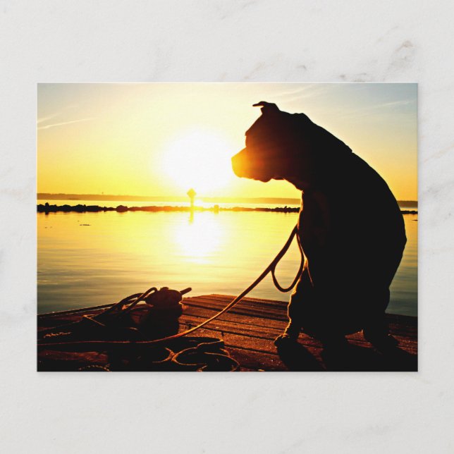 Pit Bull Sunrise Postcard (Front)