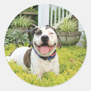 Pit Bull T-Bone Classic Round Sticker