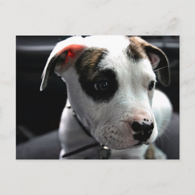 Pit Bull T-Bone Postcard (Front)