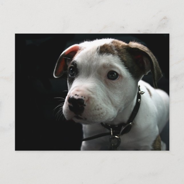 Pit Bull T-Bone Postcard (Front)