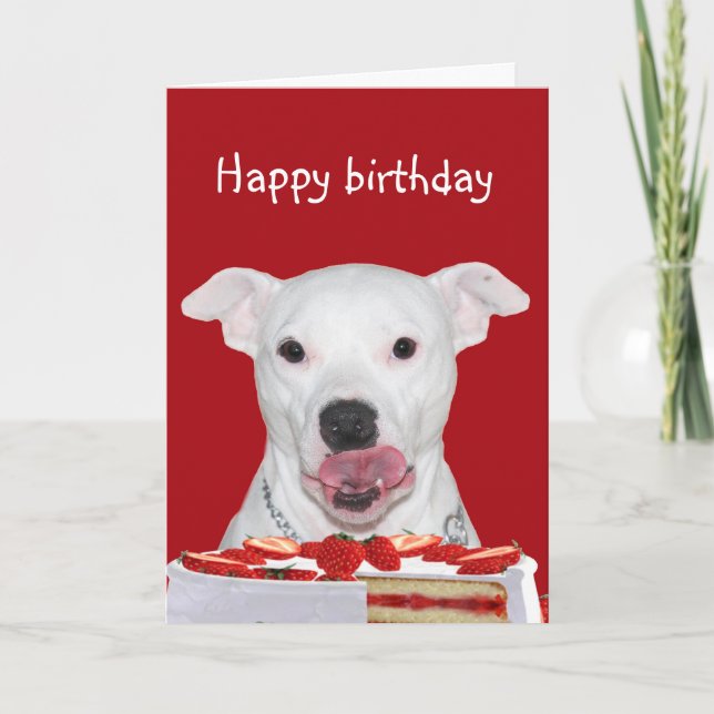 Pit Bull Terrier Birthday Card (Front)
