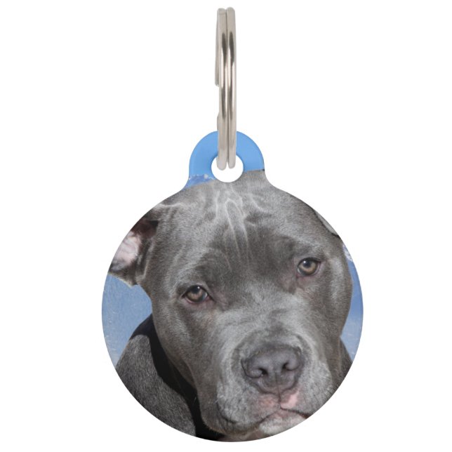 Pit Bull Terrier Dog. Pet Tag (Front)