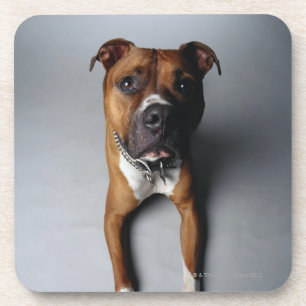 Pit Bull Terrier Lying Down Coaster