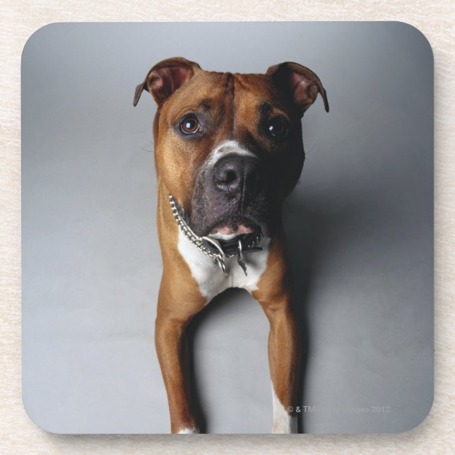Pit Bull Terrier Lying Down Coaster (Front)