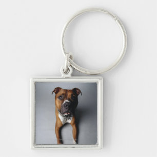 Pit Bull Terrier Lying Down Key Ring