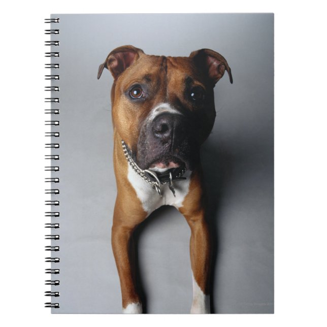 Pit Bull Terrier Lying Down Notebook (Front)