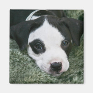 Pit Bull Terrier Pup Magnet - "Angie"