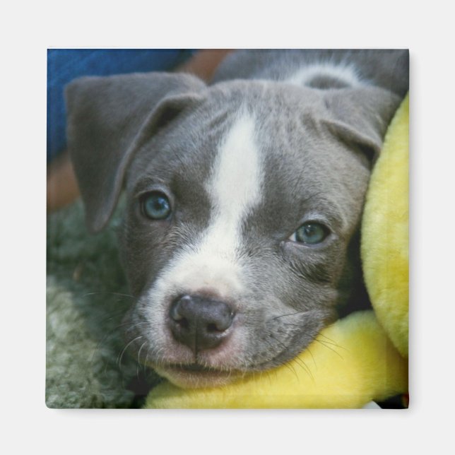 Pit Bull Terrier Pup Magnet - "Mikey" (Front)