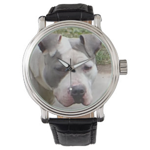 Pit Bull Watch