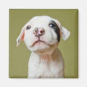 Pit Bull With Black Spotted Eye Magnet