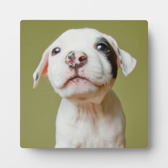 Pit Bull With Black Spotted Eye Plaque (Front)