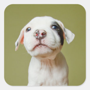 Pit Bull With Black Spotted Eye Square Sticker