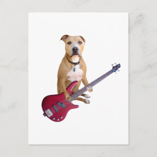 Pit Bull with Guitar Postcard