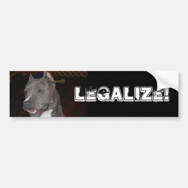 pit bulls bumper sticker (Front)