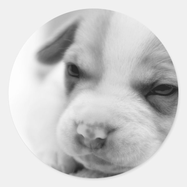Pit Puppy Sticker (Front)