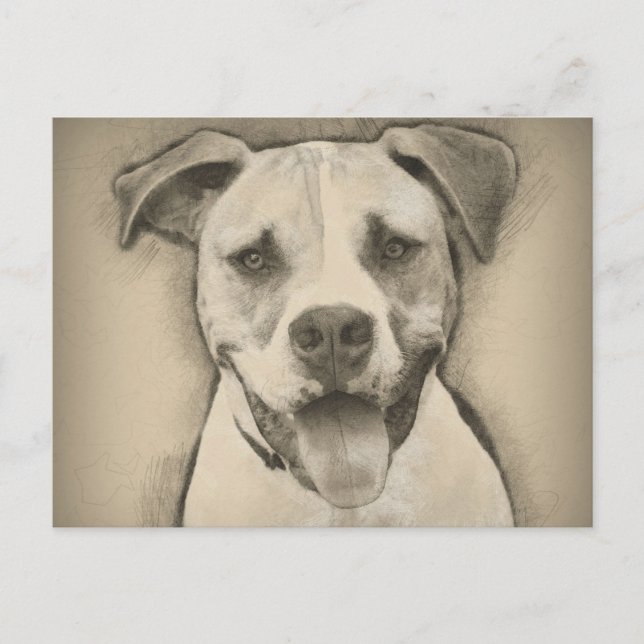 Pitbull - American Bulldog Pencil Sketch portrait Postcard (Front)