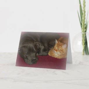 Pitbull and Tabby Cat Friends Forever Card