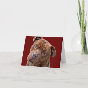 Pitbull "Benz" Greeting Card