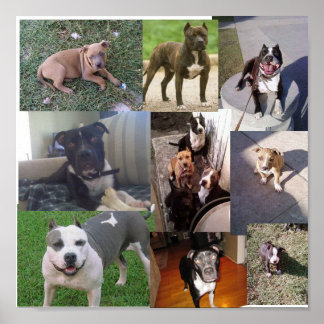 PITBULL BREED COLLAGE POSTER