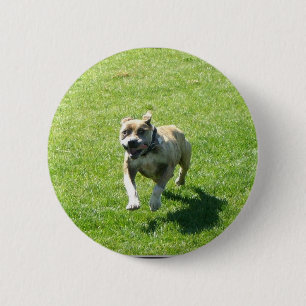 Pitbull button