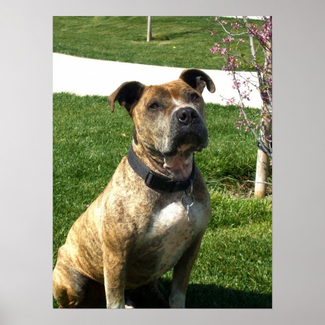 Pitbull canvas print (Front)