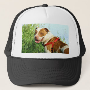 Pitbull cap