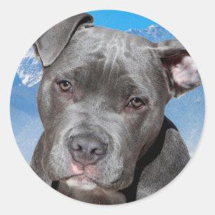 Pitbull Classic Round Sticker