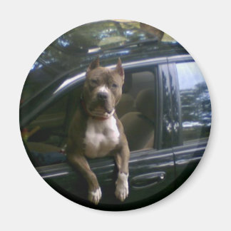 Pitbull dog in car magnet