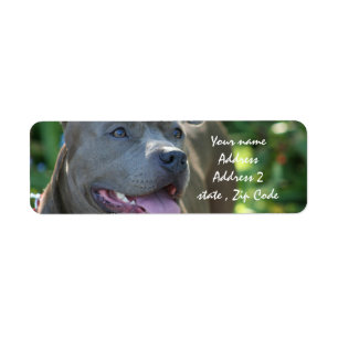 Pitbull Dog Return Address Label