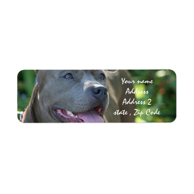 Pitbull Dog Return Address Label (Front)