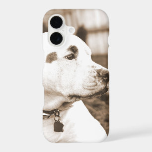 pitbull dog sepia colour hate deed not breed