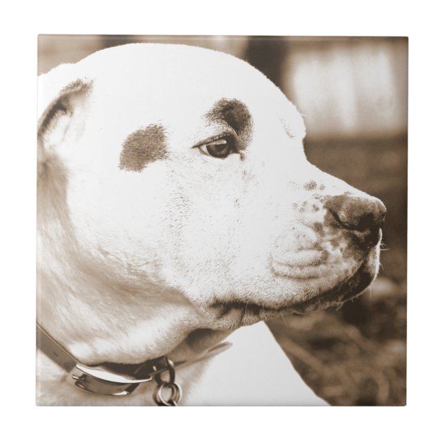 pitbull dog sepia colour hate deed not breed tile (Front)