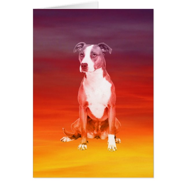 Pitbull Dog Sitting On Beach (Front)