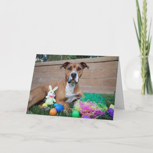 Pitbull Easter Card (Front)