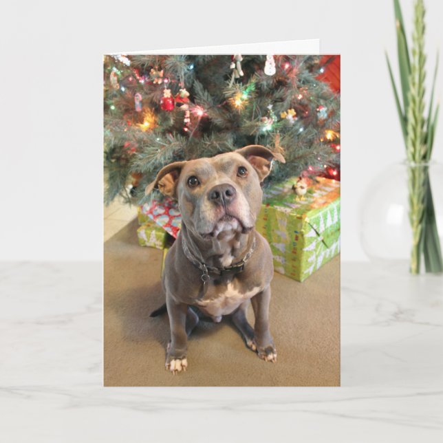 Pitbull Extra Cookie Christmas Card (Front)