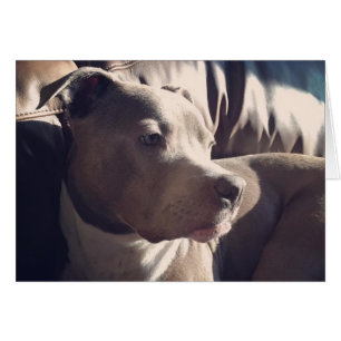 Pitbull = Handsome