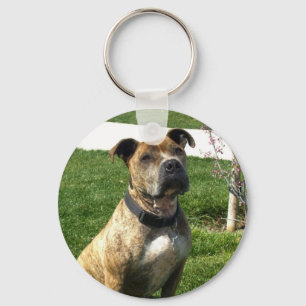 Pitbull keychain