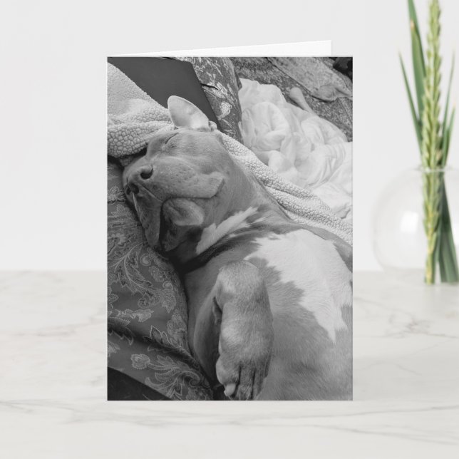 Pitbull love card (Front)