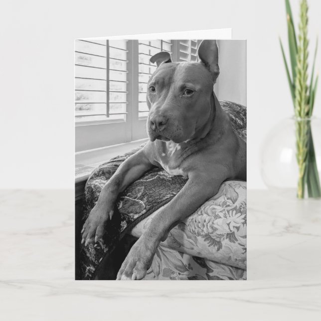 Pitbull love card (Front)