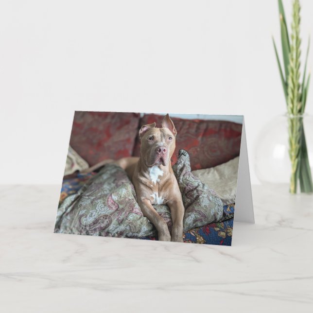 Pitbull love card (Front)