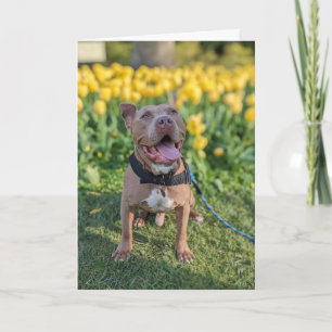 Pitbull Love Card