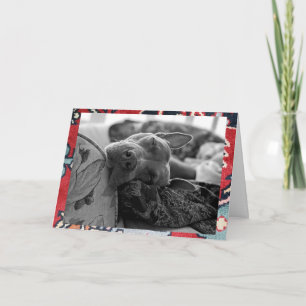 Pitbull Love Greeting Thank You Card