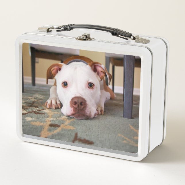 Pitbull Metal Lunch Box (Front)