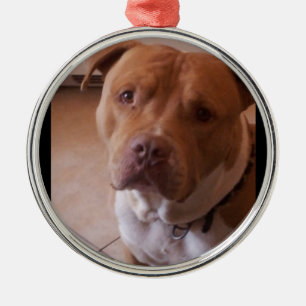 pitbull metal ornament