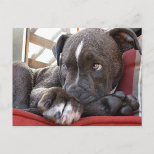 Pitbull Pup Postcard