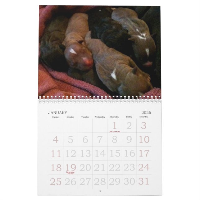 Pitbull Puppies Grow up Calendar (Jan 2026)