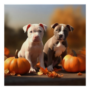 Pitbull Puppy Autumn Delight Pumpkin Poster